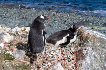 Fototapeta premium Antarctica gentoo penguins on the snow ground and cold water