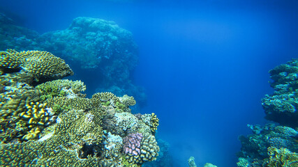 Naklejka na ściany i meble amazing coral reef