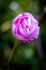 Beautiful flower close-up