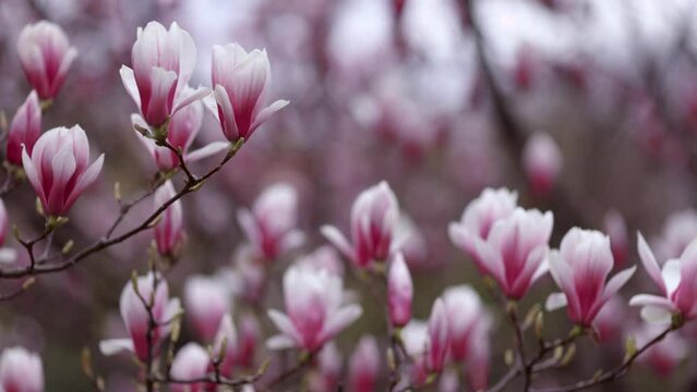opulent blooming magnolia tree swaying on the wind on spring day