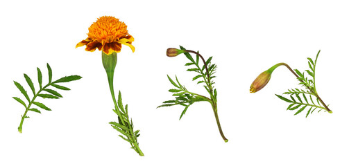 Set of wild marigold flowers, buds and leaves isolated