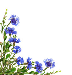 Blue knapweed flowers and green twigs in a corner floral arrangement isolated on white