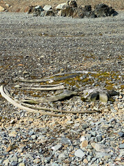 Antarctica old bone of whale