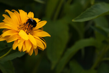 Hummel auf Blüte