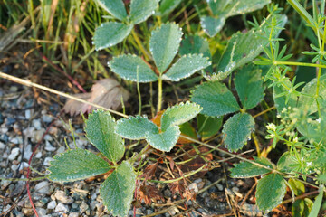 feuilles de fraisiers en gros plan 