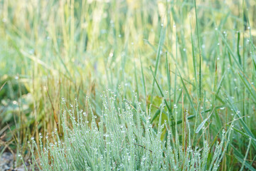 herbe gouttes d'eau 