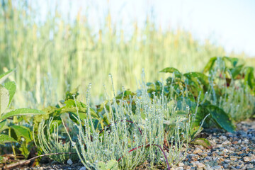 herbe et gouttes d'eau 