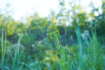 fougères et gouttes d'eau 