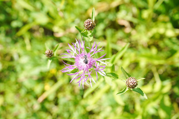 plante violette 