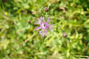 fleur violette 