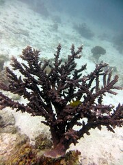 red sea hard coral reef
