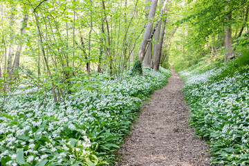 Blooming flower carpet on the slopes of the rolling hills, covered with wild garlic plants in the Savelsbos forest near Maastricht. The flowers spread a typical smell of garlic