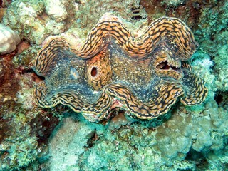 red sea giant clam