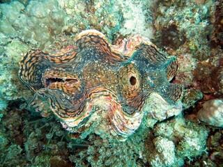 red sea giant clam