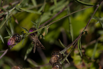Motte auf Blüte