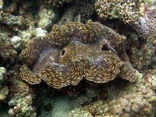 Fototapeta na wymiar red sea giant clam