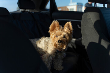 mascota en el coche, paseando, sol 