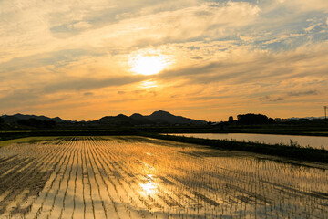 初夏の田園風景（夕暮れ）