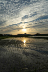 初夏の田園風景（夕暮れ）