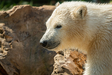 Portrait of a young polar bear in a zoo