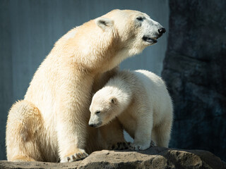 Young polar bear with mother in a zoo