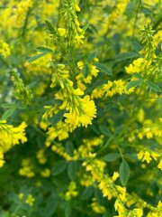 Flowers in the garden of yellow color, green leaves background, background blur. Spring flowers