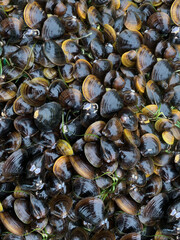 Lots of mussels in a closed shell.
Caught marine bivalve mollusk seafood. Amino acids are helpful. Concept: Superfood, diet product, blog intro.