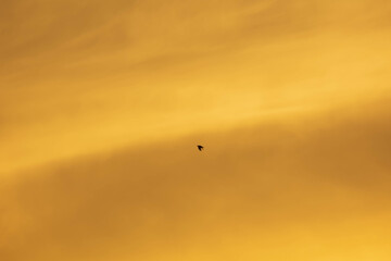 夕日に染まった流れる雲