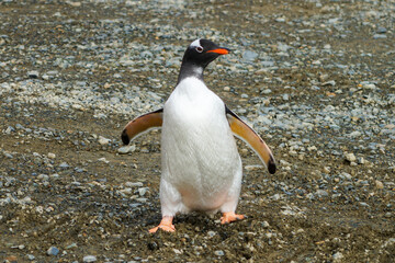 A Walking Gentoo penguin on the Antarctica