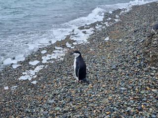 Antarctic chinstrap penguins walking on the beach