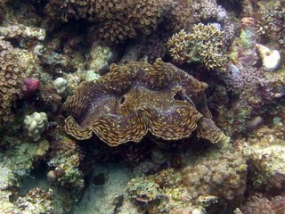 red sea giant clam
