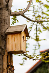 Bird feeder on a tree close-up on a blurred background