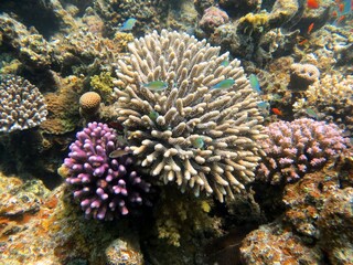 red sea fish and coral reef