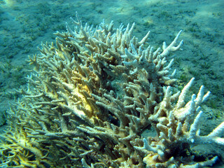 Colorful, picturesque coral reef at sandy bottom of tropical sea, hard Acropora coral, underwater landscape
