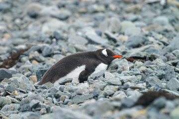 a lying Gentoo penguin in the Antarctica
