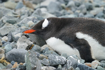 a lying Gentoo penguin in the Antarctica