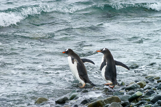 Antarctica gentoo penguins on the snow ground and cold water