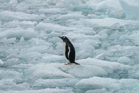 Antarctica standing Gentoo penguin on the floating ice