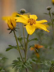 close up of yellow earded Beggartick (Bidens aristosa) in full bloom. sanvitalia procumbens