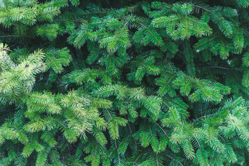 Background of Christmas tree branches. Coniferous backdrop.