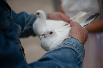 Wedding pigeons. White birds are symbol of love. Details of wedding ceremony. Birds in newlyweds.