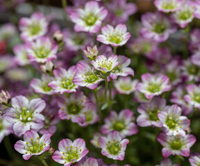 Carpet of blooming pink flowers of the Mossy Saxifrage (Saxifraga x arendsii) floral background