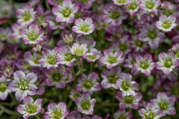 Fototapeta premium Carpet of blooming pink flowers of the Mossy Saxifrage (Saxifraga x arendsii) floral background