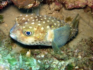 Balloon fish