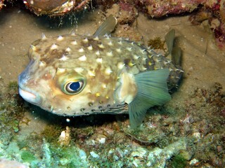 Balloon fish