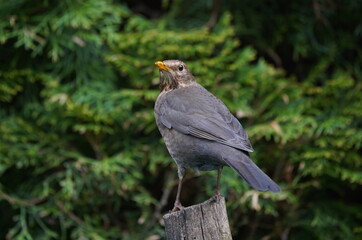 blackbird on branch,amsel auf ast