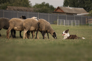 Cardigan welsh corgi dog gathers the sheep together