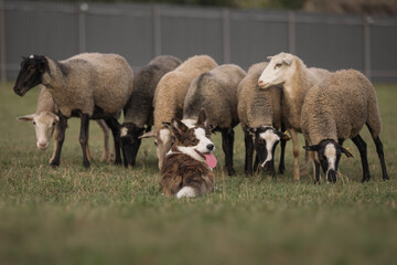 Naklejka premium Cardigan welsh corgi dog gathers the sheep together