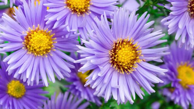 flowers asters in the garden, a beautiful plant, nature