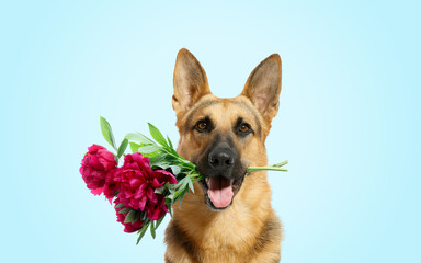 Cute little dog with beautiful peonies on turquoise background